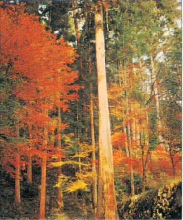 शरद ऋतुतील जपानी वृक्ष. हे उंच सरळ वाढणारे शंकुधारी वृक्ष 'जपानी सिडार ' आहेत